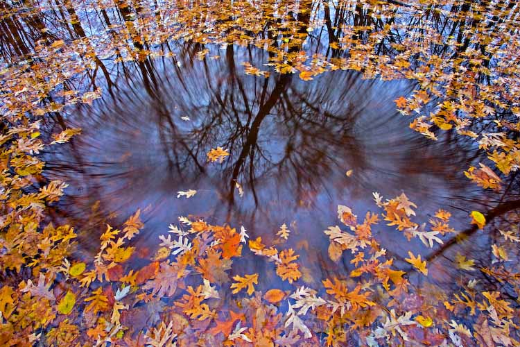 REFLECTIONS IN MOTION